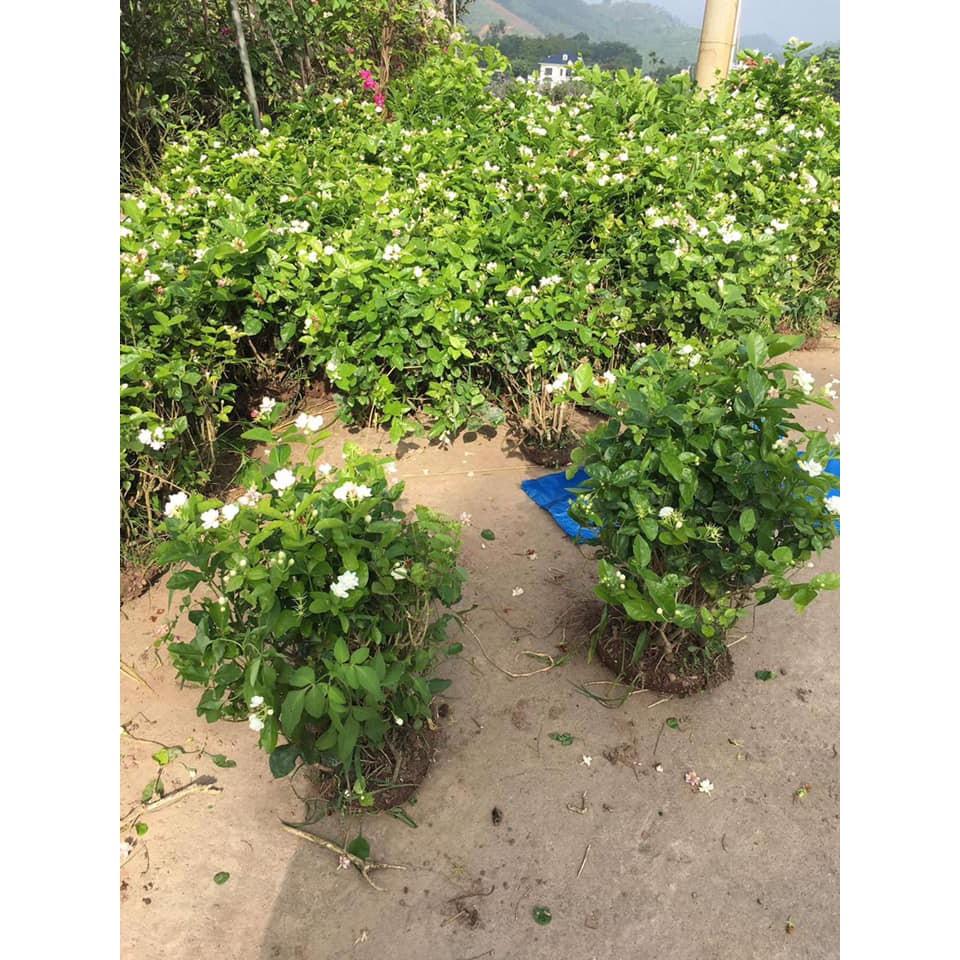 CÂY HOA NHÀI- HOA LÀI TA SIÊU ĐẸP, THƠM MÁT