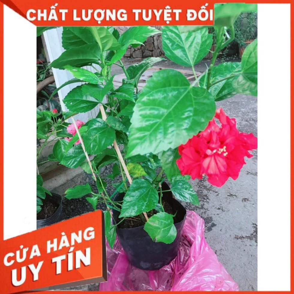 Hoa Dâm Bụt Đỏ