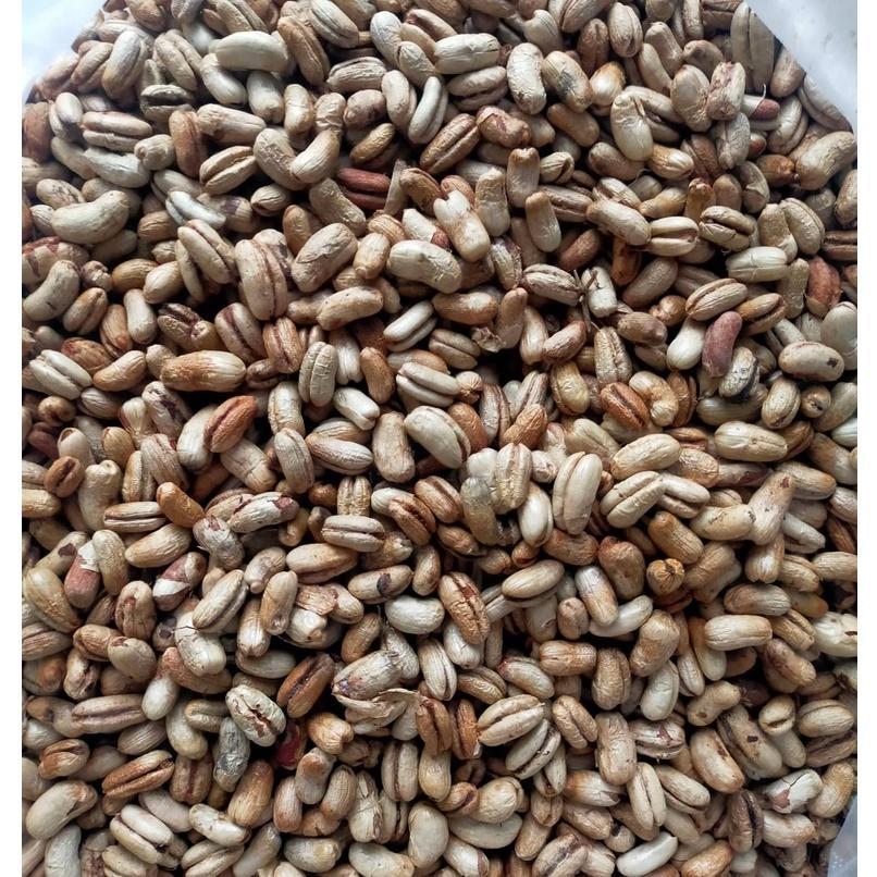 Hạt giống chà là cảnh - chà là kiểng 1kg/gói