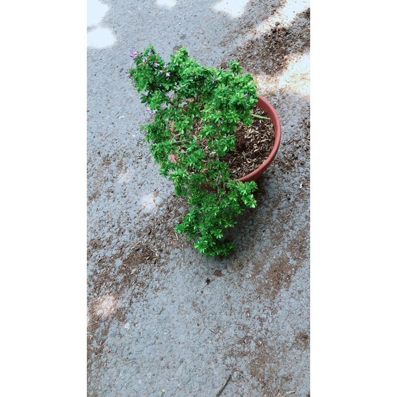 Chậu Cây Linh Sam Hạt Gạo