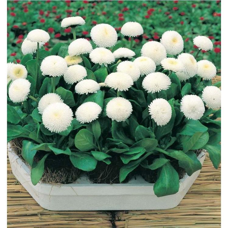 Hạt giống hoa cúc anh mix màu 50 hat/gói