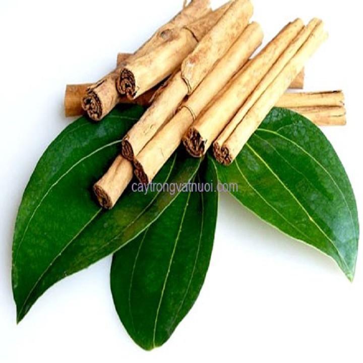 COMBO 2 BẦU CÂY QUẾ GIỐNG - CB2BCQG