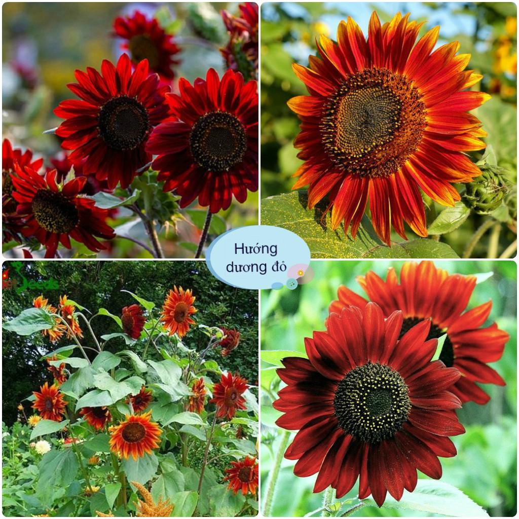 Hạt Giống Hoa Hướng Dương Đỏ