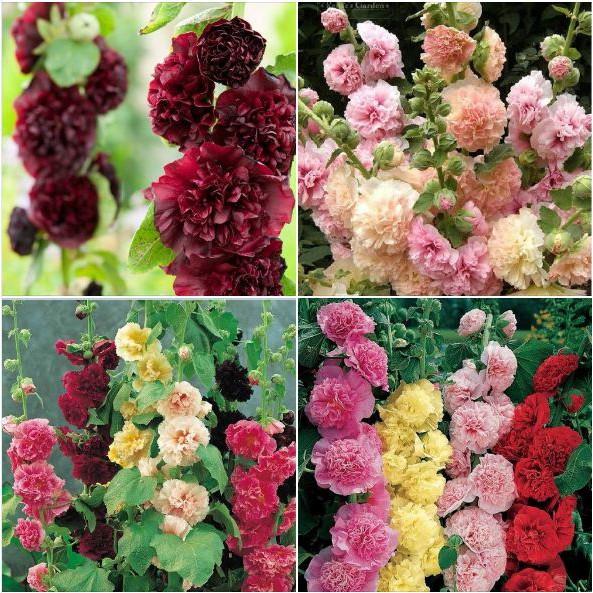 Hạt giống hoa mãng đình hồng kép mix 50hạt/gói