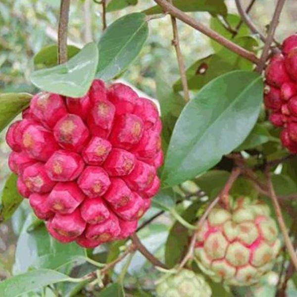 Cây giống na rừng đỏ