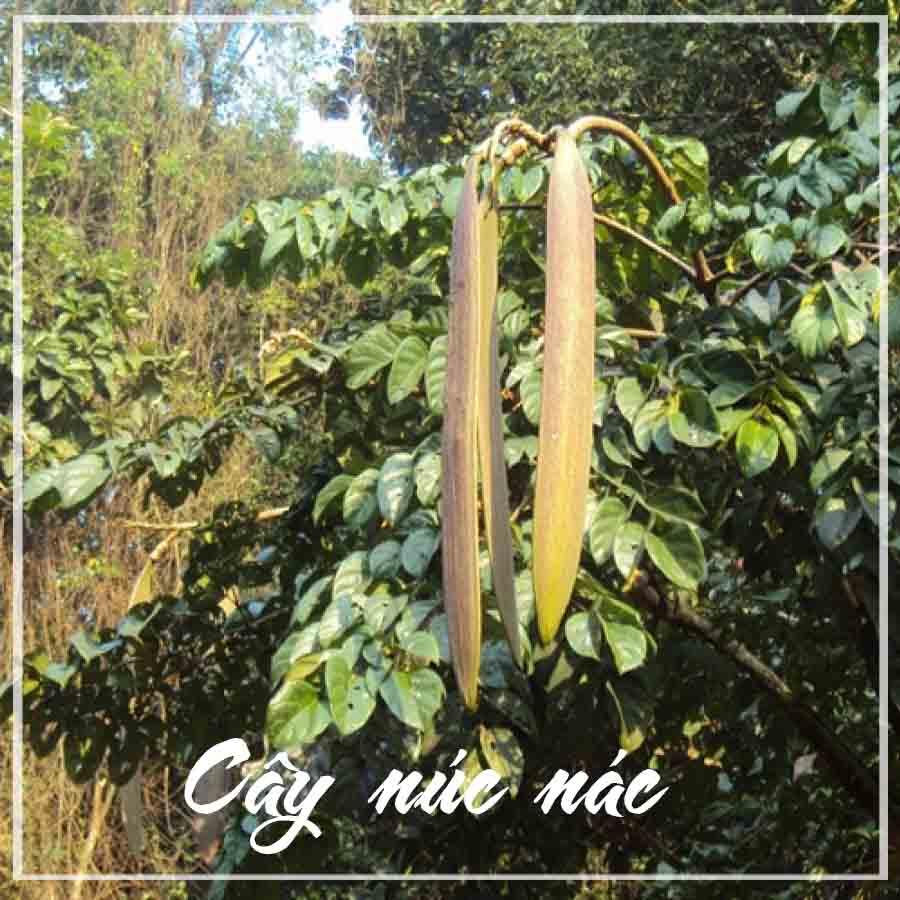 Vỏ Núc Nác khô sạch gói 1kg