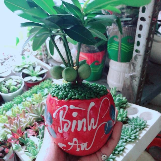 Chậu Cây May Mắn Bình An