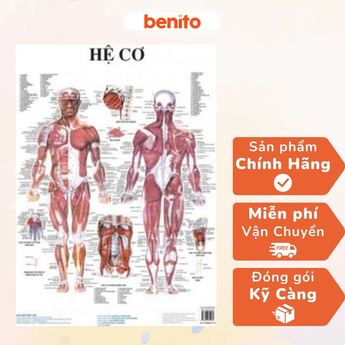 Benito - Sách - Tranh giải phẫu (13 tờ) - NXB Y học