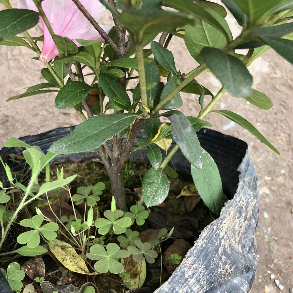 Cây đỗ quyên ta, Cao 35cm tán cực tròn to đẹp hoa nở rộ sức sống mãnh liệt mang phong thủy tốt, hơp trang trí sân vườn