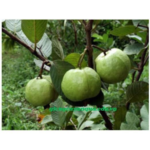 Sản phẩm Cây Ăn Trái ổi nữ hoàng