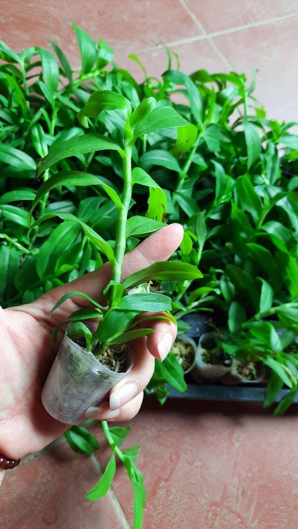 Hoa phong lan 5 cánh trắng cấy mô cây cực đẹp
