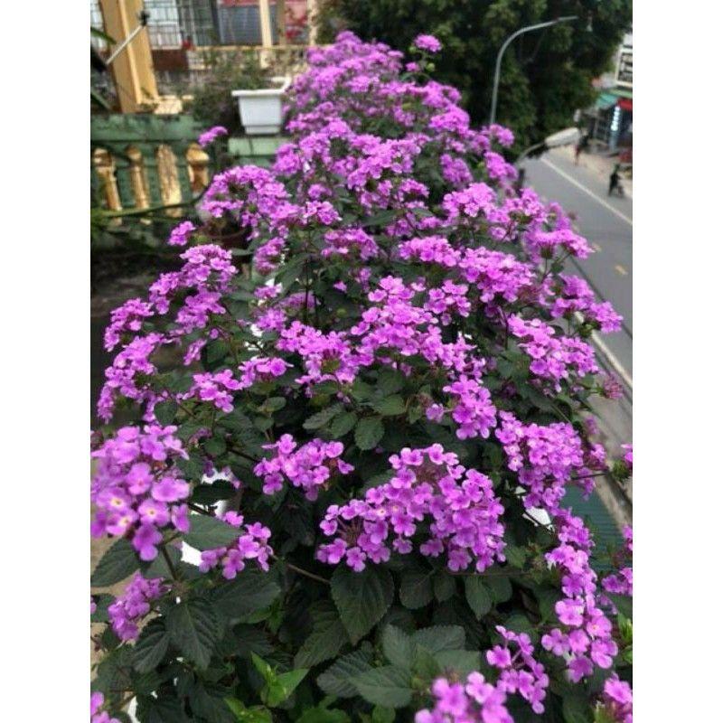 Cây Ngũ Sắc Tím