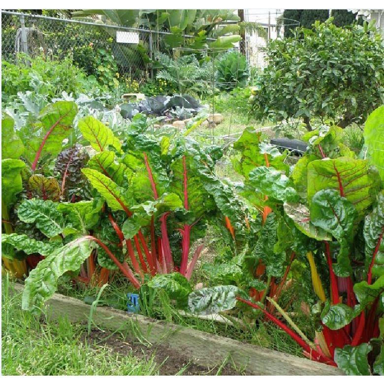 Combo 2 gói hạt giống rau cải cầu vồng-gói 2 gram/tặng kèm gói phân bón lót