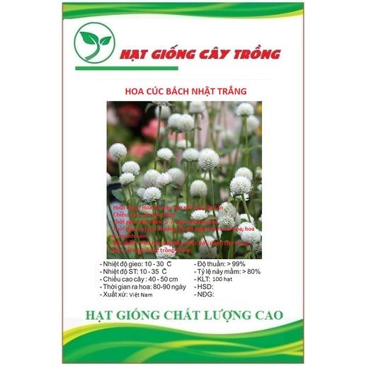 Hạt giống hoa cúc bách nhật hoa trắng CT37 - Gói 100 hạt