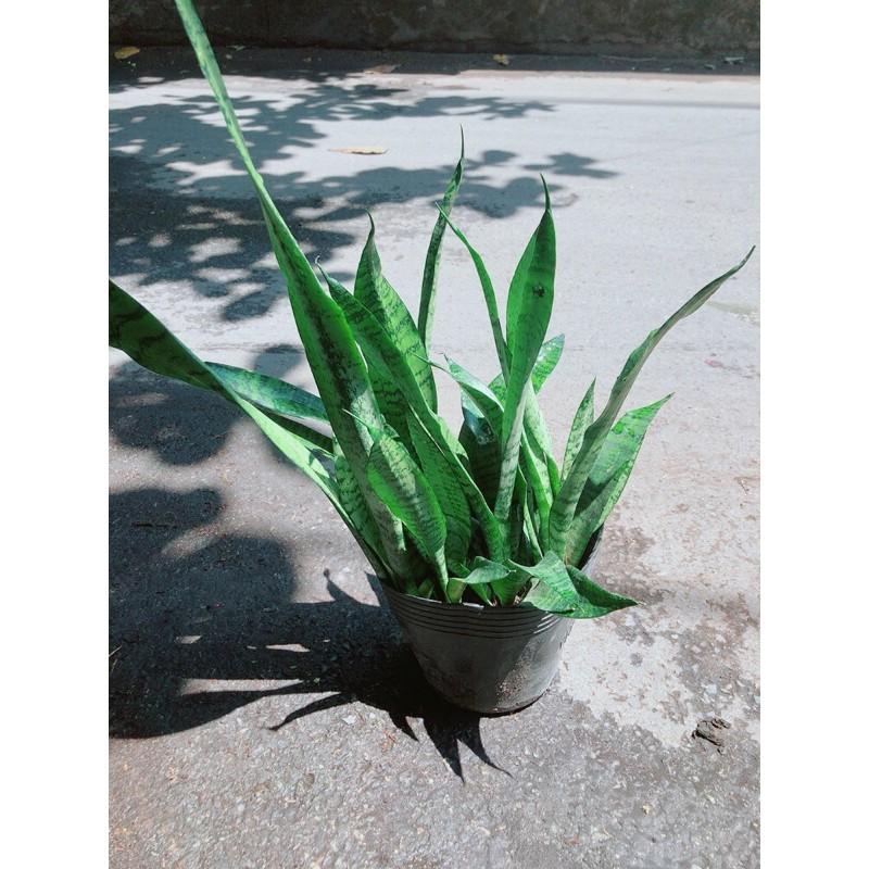 Lưỡi Hổ Sansevieria Black Coral