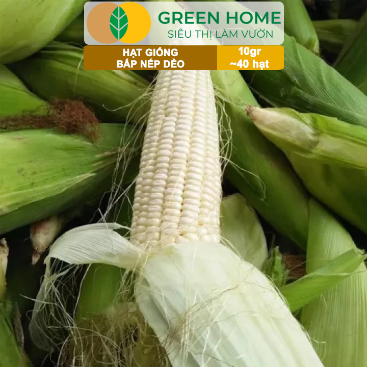 Hạt Giống Bắp Nếp Dẻo, Greenhome, Gói 10GR~40 hạt, Dễ Trồng Quanh Năm, Nảy Mầm Cao, T30