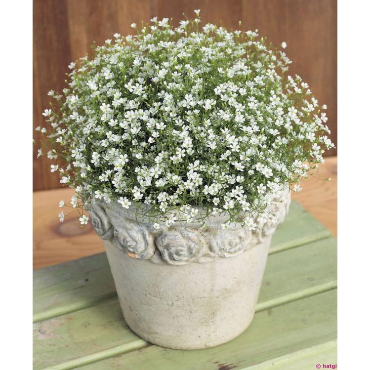 Hạt giống hoa baby trắng - 100hạt/gói