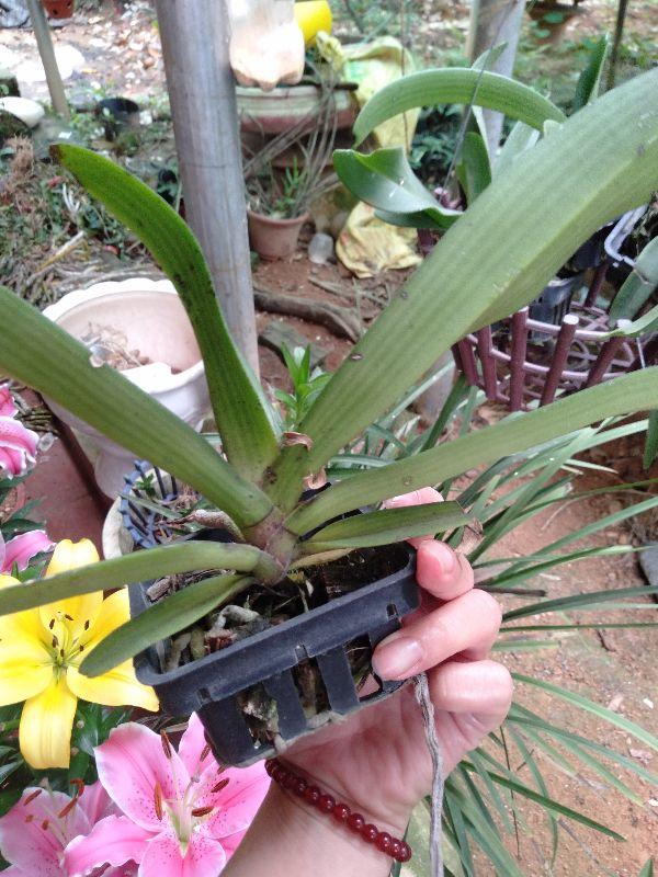 Hoa phong lan ngọc điểm thái năm 4 cây đẹp chuẩn giống
