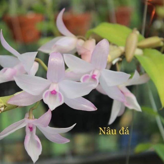 Phong lan - giả hạc hồng mỹ nhân
