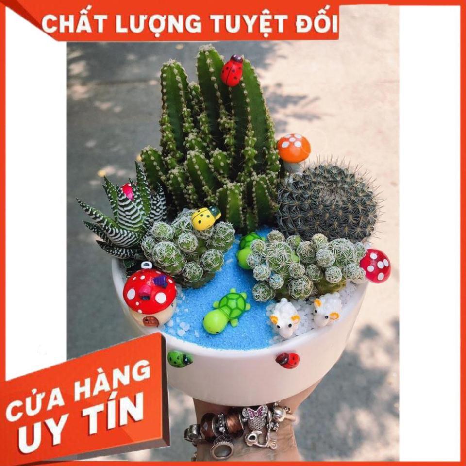 Chậu sen đá tiểu cảnh để bàn
