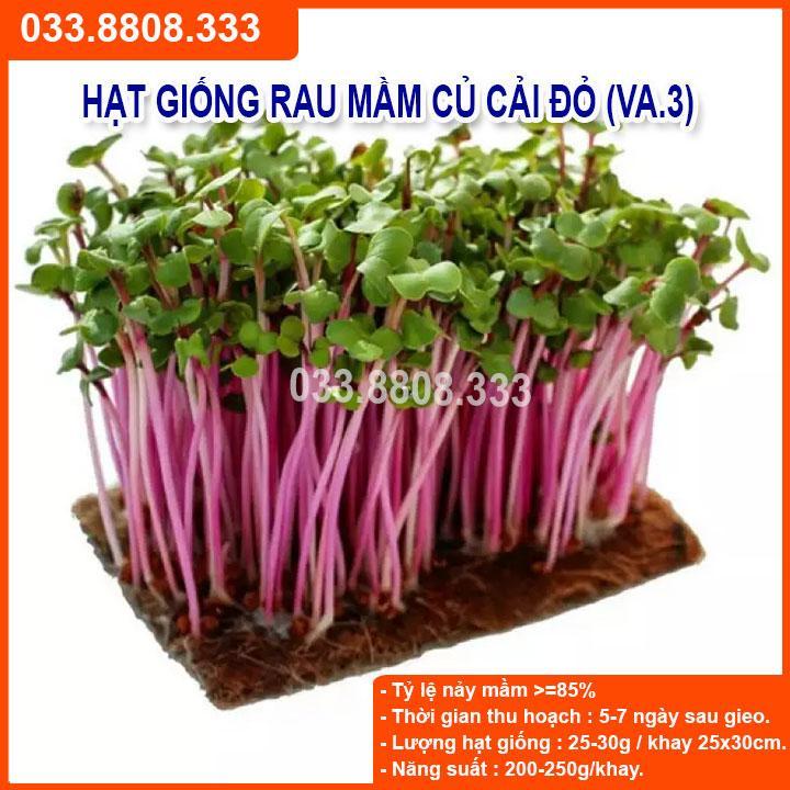 1KG HẠT GIỐNG RAU MẦM CỦ CẢI ĐỎ NHANH NẢY MẦM