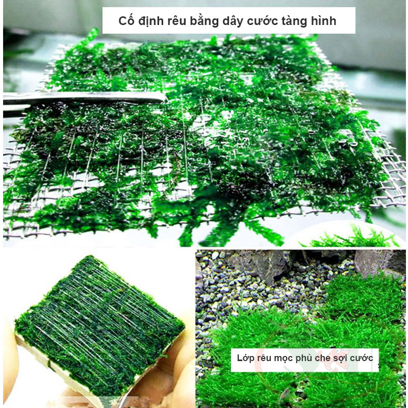 Cước tàng hình buộc rêu thủy sinh trồng cố định cây bể thủy sinh