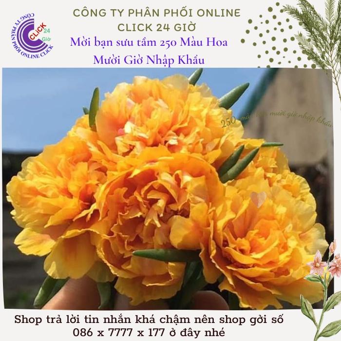 1 Ký Cành Giống Hoa Mười Giờ Thái Kép Màu Vàng Vạn Thọ Đẹp Rực Rỡ Hoa Mười Giờ Bonsai & Phụ Kiện