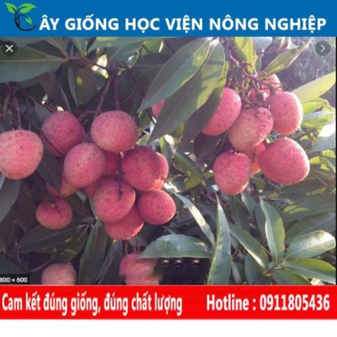Sản phẩm Cây Ăn Trái cây giống vải u hồng năng xuất cao