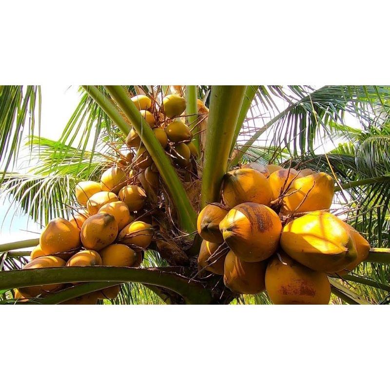 CÂY GIỐNG DỪA XIÊM LÙN ĐỎ .
