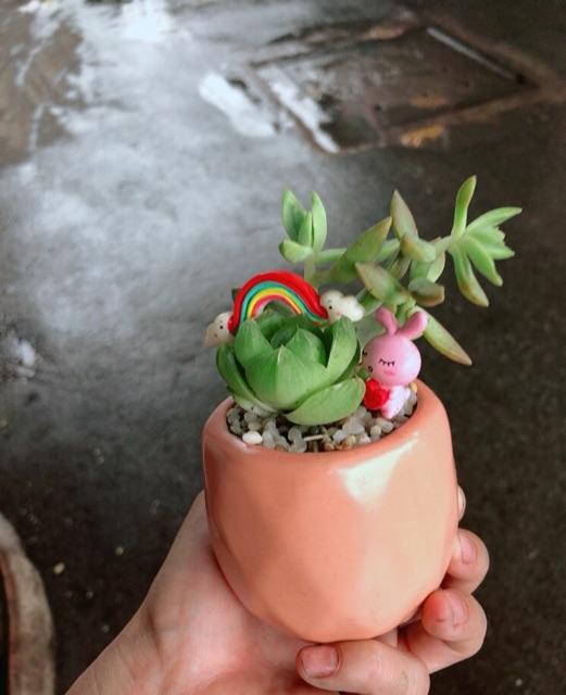 Chậu sen đá tiểu cảnh