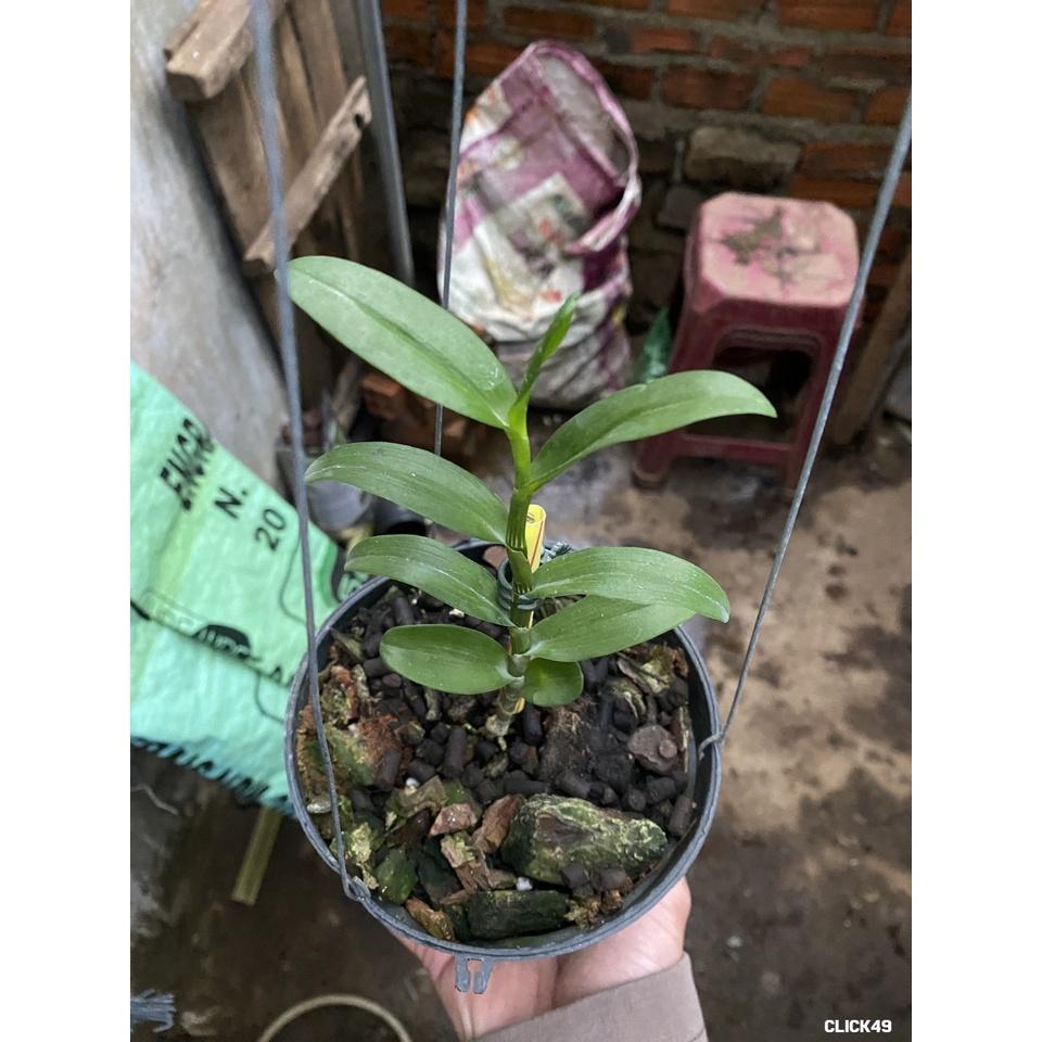 COMBO 5ct phú thọ+5ct HO+5ct rubi