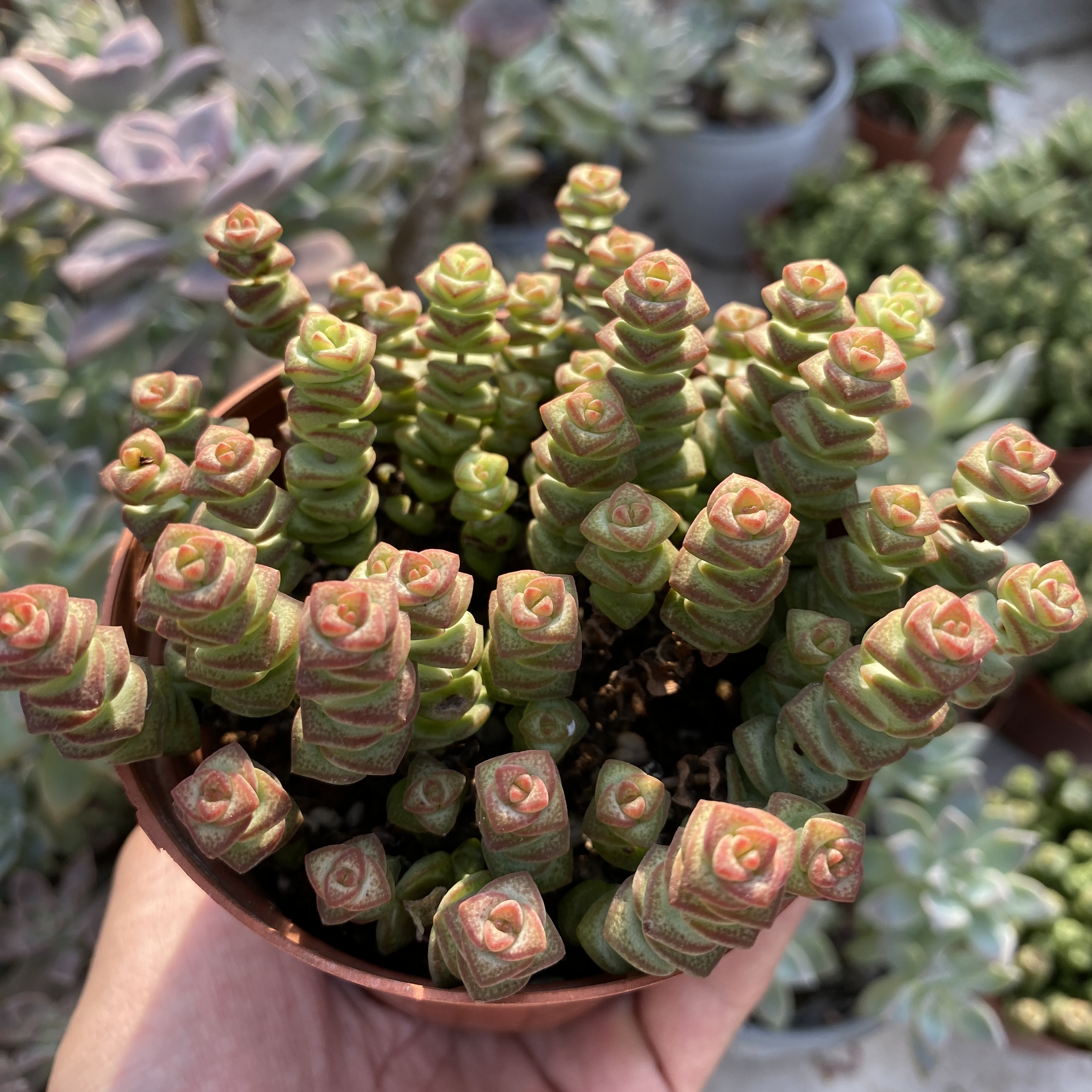 Chậu Sen đá Sao Xếp kèm chậu-20cm