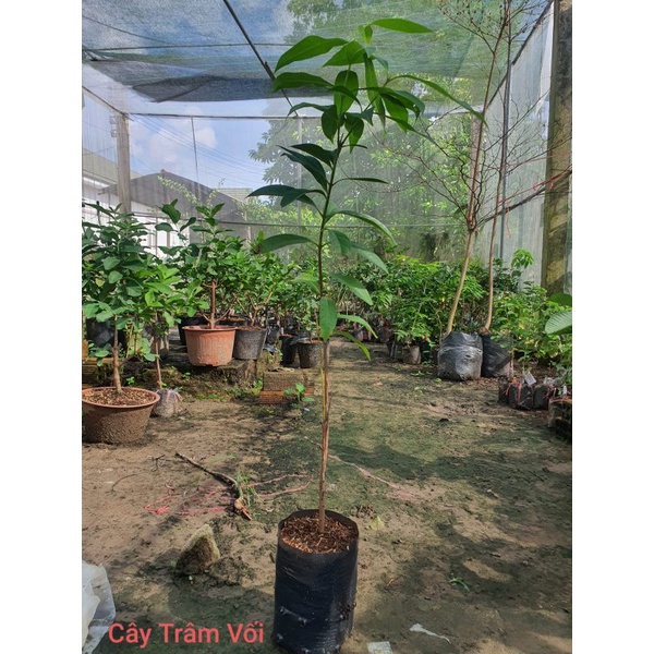 CÂY GIỐNG TRÂM GỐI LÙN TỨ QUÝ