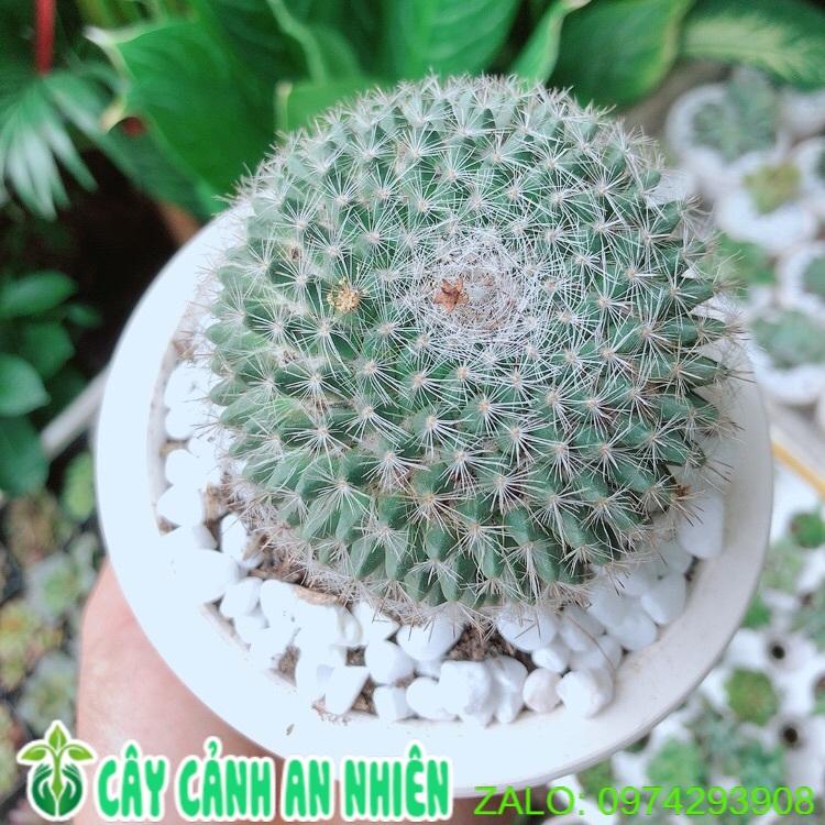 Chậu Xương Rồng