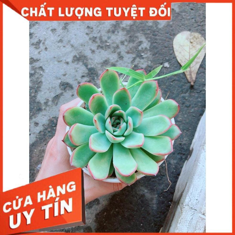 Chậu Sen Đá Viền Hồng Nhiều Người Mua