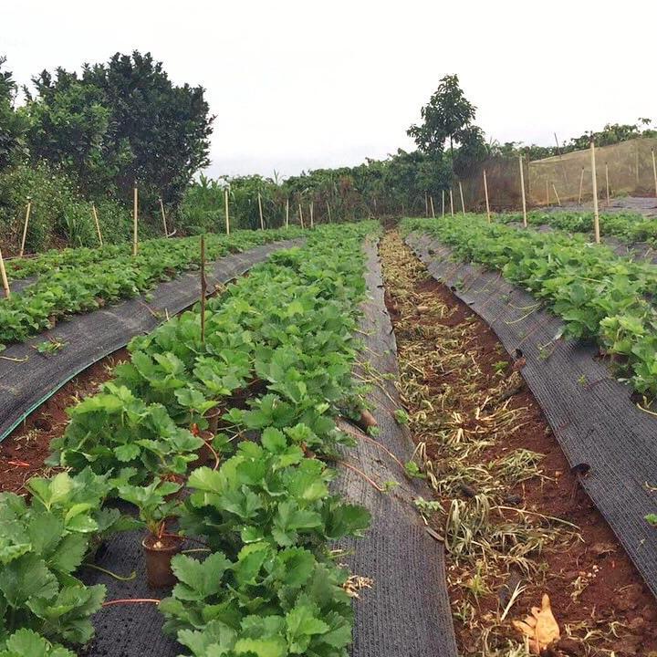 Ngó dâu tây ha na chịu nhiệt ,, trái thơm , mau hoa chóng quả