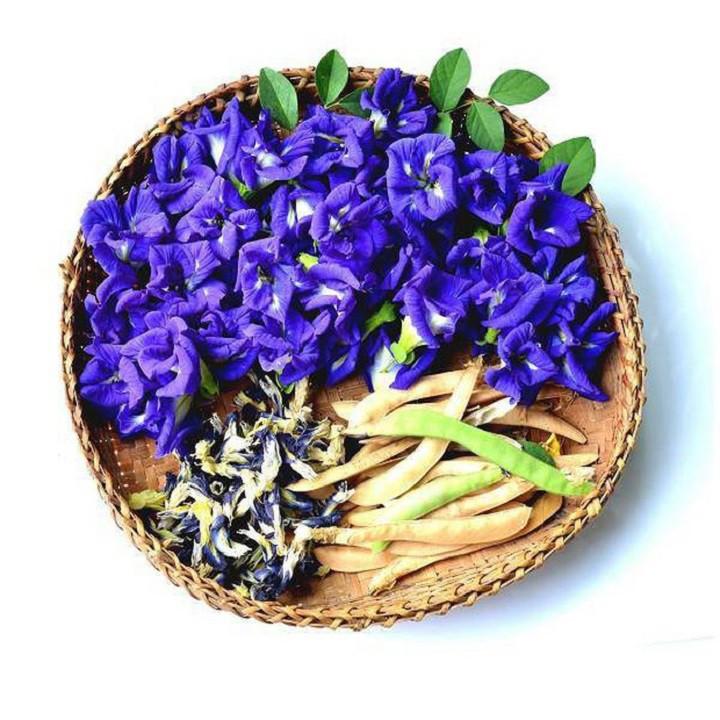 NGUYÊN CHẬU CÂY GIỐNG HOA ĐẬU BIẾC SIÊU ĐẸP SIÊU TỐT