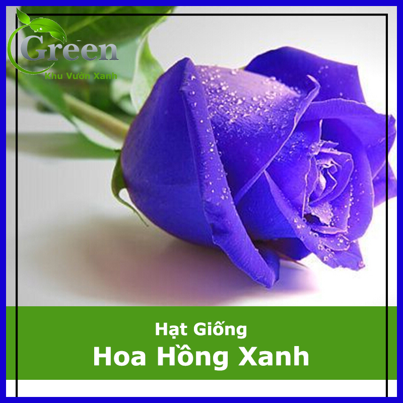 Hạt Giống Hoa Hồng Xanh