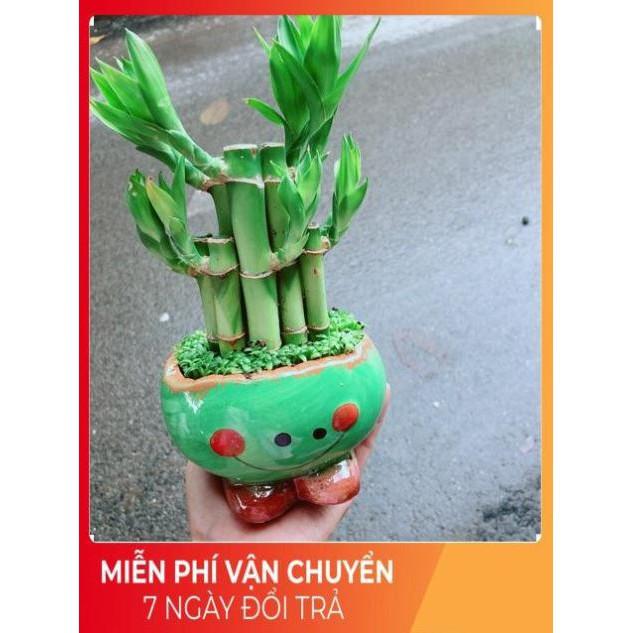 Chậu Trúc Phát Tài