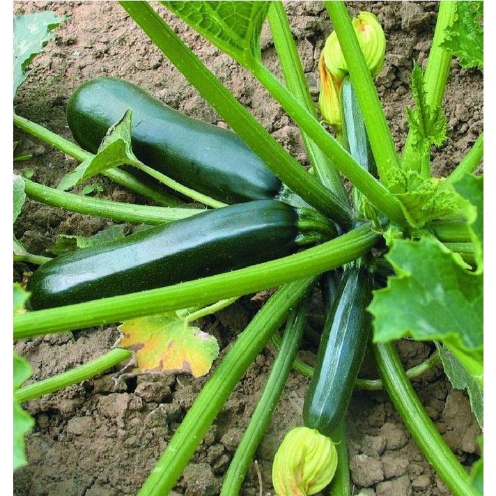 Combo 2 gói Hạt giống bí ngòi xanh quả dài - Gói 10 hạt