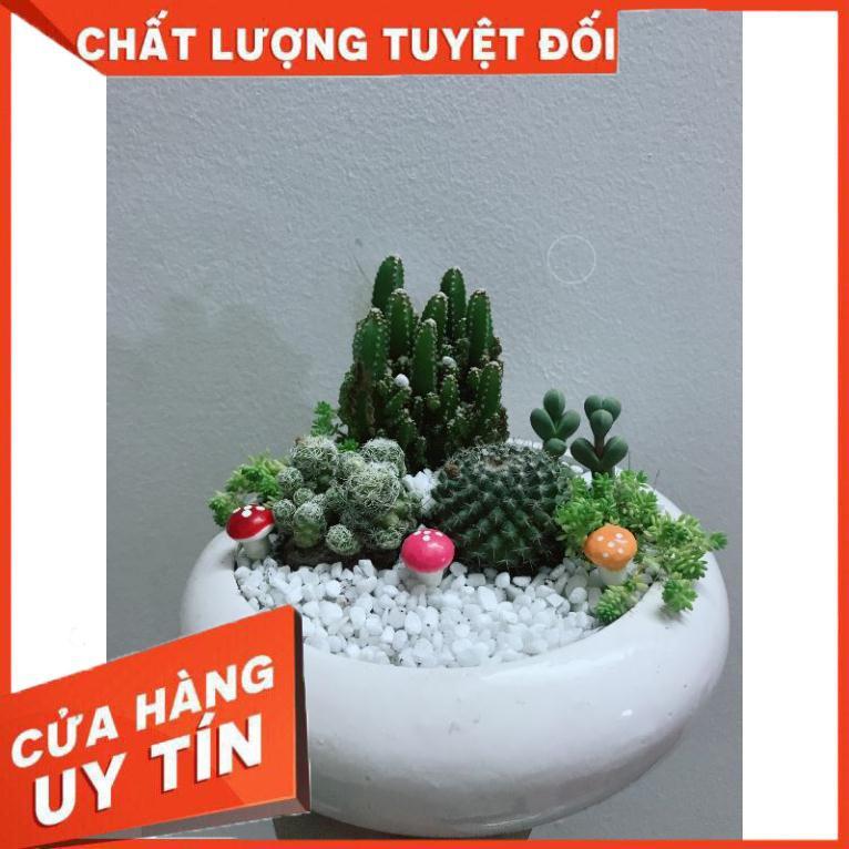 Chậu mix sen đá xương rồng Nhiều Người Mua