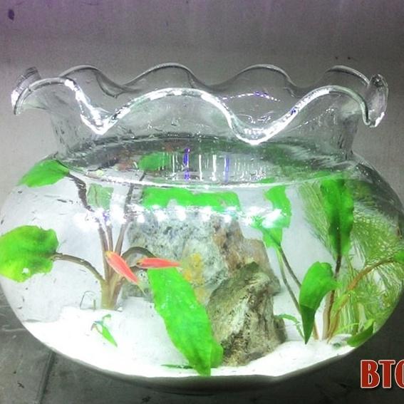 Bể cá thủy tinh để bàn 30 cm