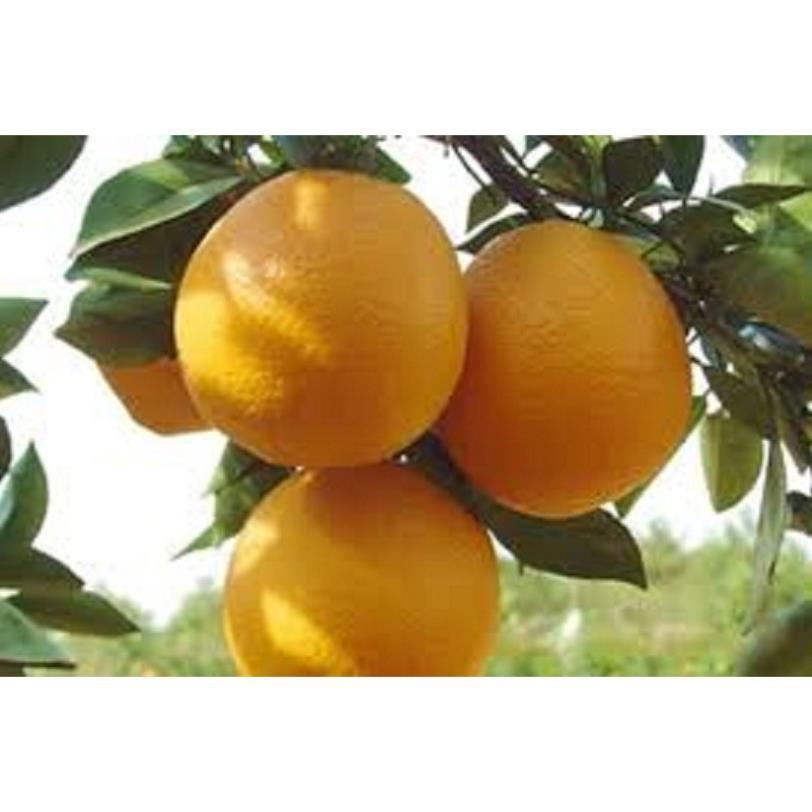 CÂY GIỐNG CAM Valencia -V2