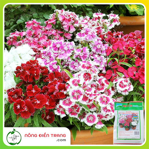 Hạt Giống Hoa Cẩm Chướng Nhiều Màu Phú Nông - Gói 10 Hạt - Dễ Trồng, Sinh Trưởng Mạnh, Sắc Hoa Rực Rỡ VTNN Nông Điền Trang