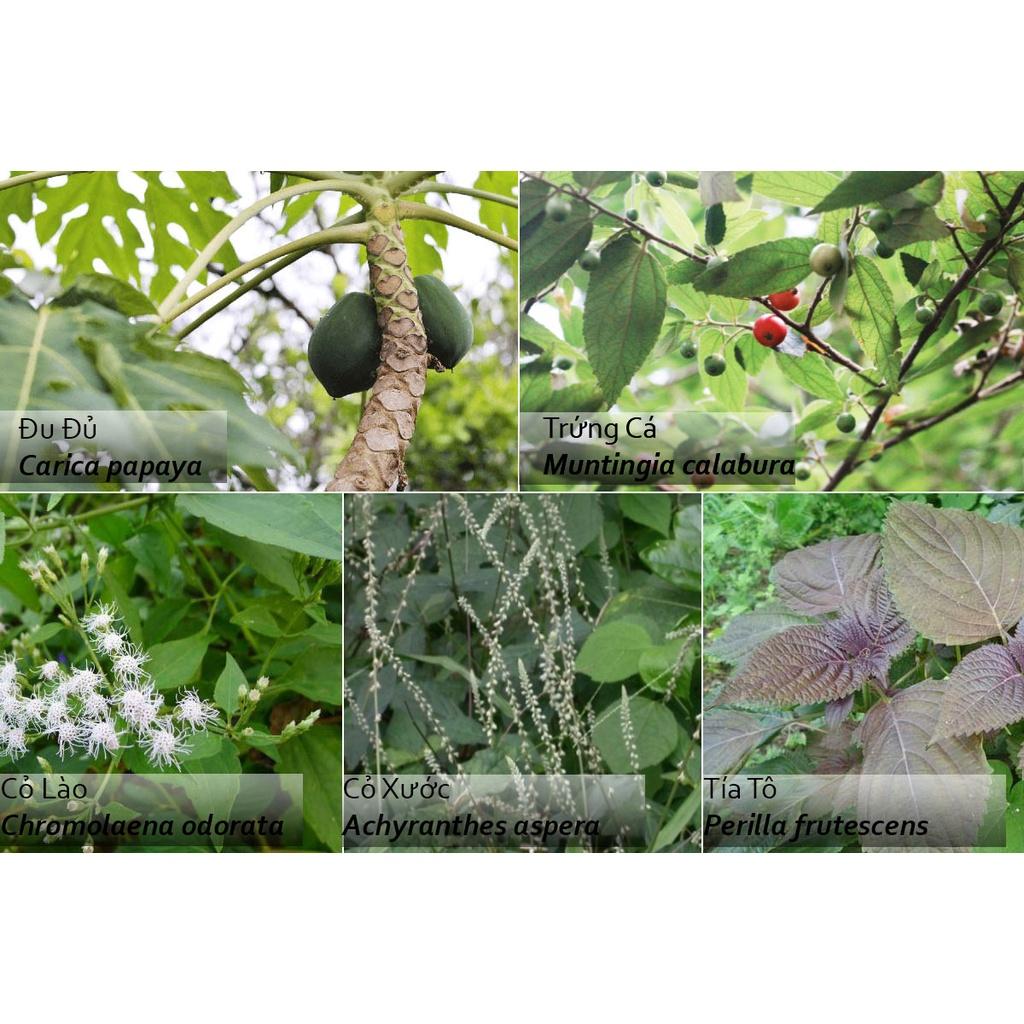 Cây cỏ xước -1kg cây tươi sạch