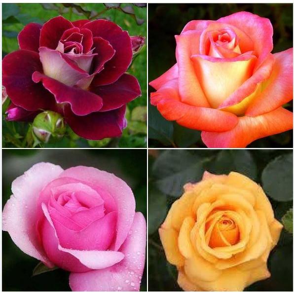 Hạt Giống Hoa Hồng Hà Lan Nhiều Màu -