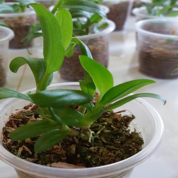Lan phi điệp đột biến HỒNG Á HẬU - Hoa siêu đẹp, thuần khiết giá rẻ - Hàng gieo hạt, cây y như hình