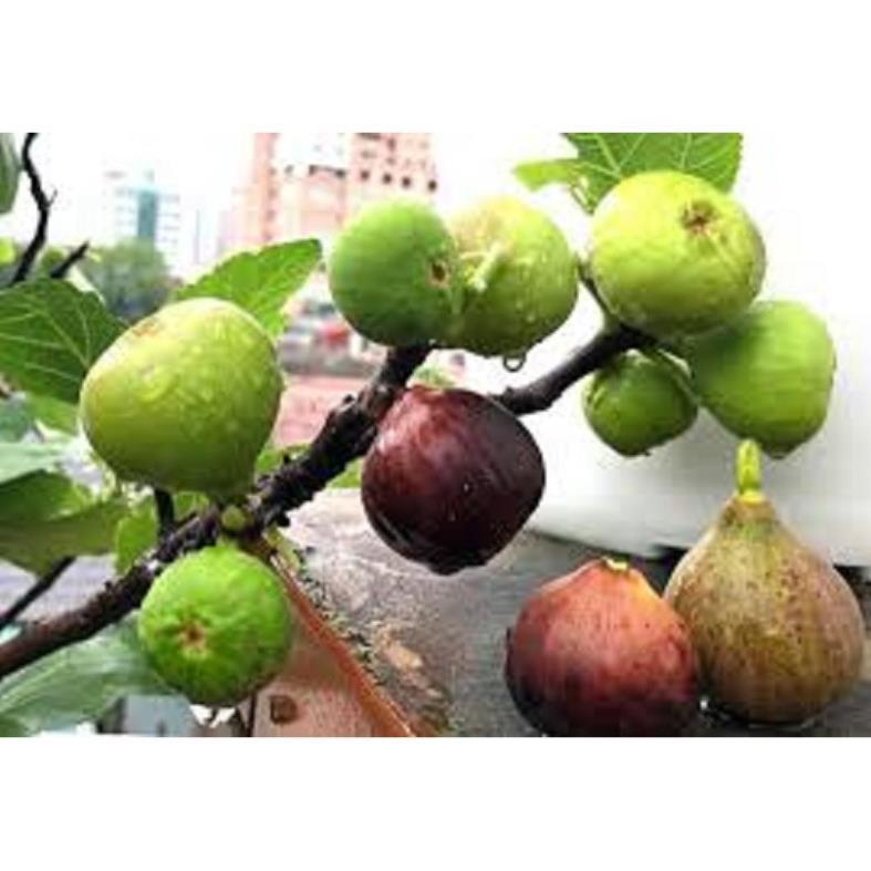 Cây sung Mỹ giống F1 - Cây ăn quả độc đáo có nhiều giá trị dinh dưỡng
