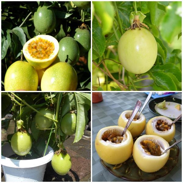 CÂY GIỐNG CHANH DÂY VÀNG SIÊU NGỌT