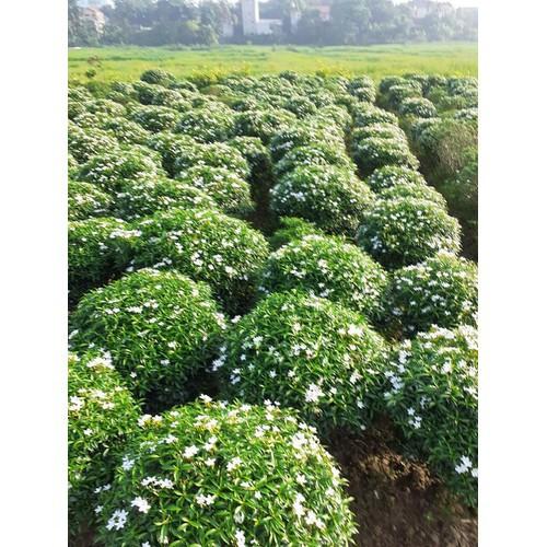 CÂY LỚN MAI VẠN PHÚC SIÊU ĐẸP SIÊU RẺ - BCGMVPCLSRSD